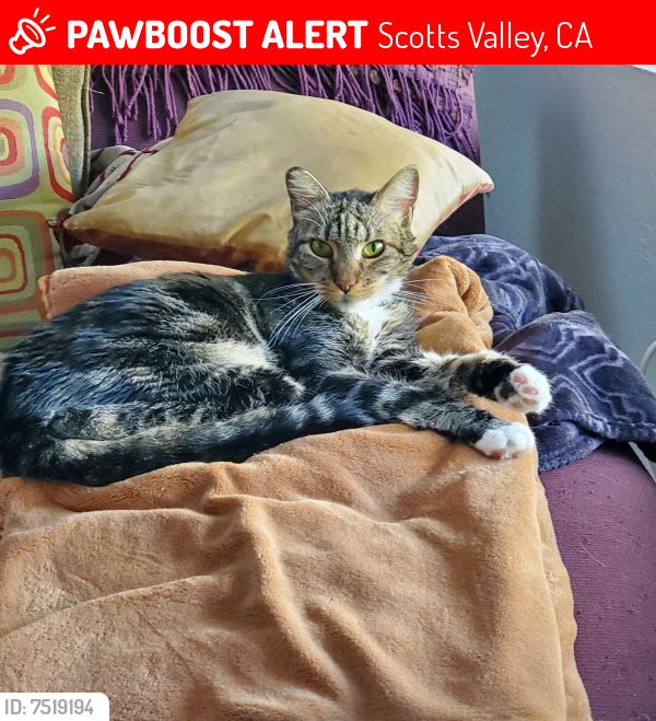 Lost Male Cat last seen Locke Way, Scotts Valley CA, Scotts Valley, CA 95066