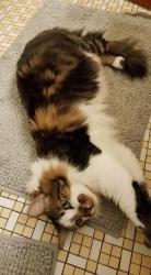 Lost Male Cat last seen Coe St and Adams St, Berea, OH, Berea, OH 44017