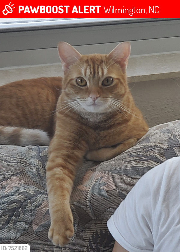Lost Male Cat last seen Gillette Road and Sweetbriar Road, Wilmington, NC 28403