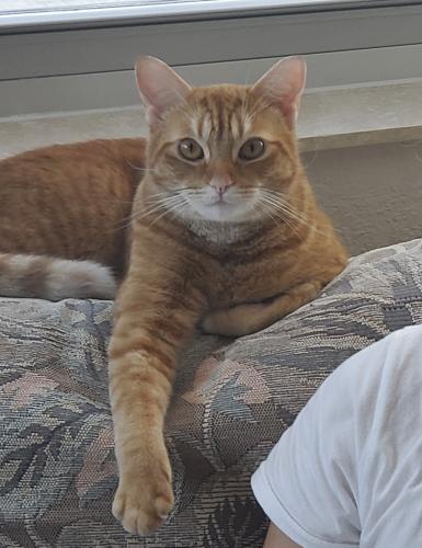Lost Male Cat last seen Gillette Road and Sweetbriar Road, Wilmington, NC 28403
