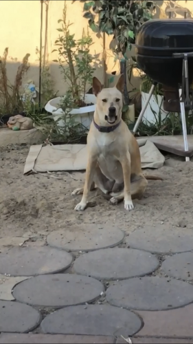 Lost Female Dog last seen Old coors road and sunset gardens by central ave., Bernalillo County, NM 87121