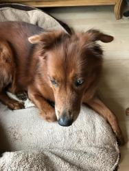 Lost Female Dog last seen Campanila and Picante Streets in Spanish Lakes Fairways, St. Lucie County, FL 34951