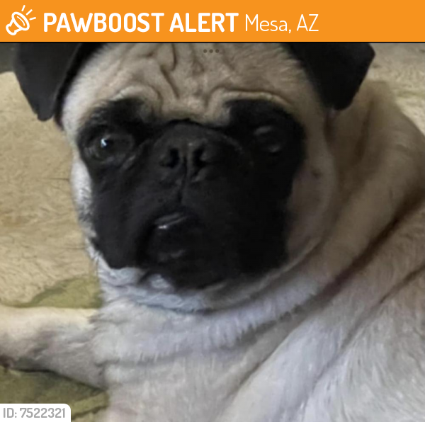 Rehomed  Dog last seen Stapley and Baseline , Mesa, AZ 85204