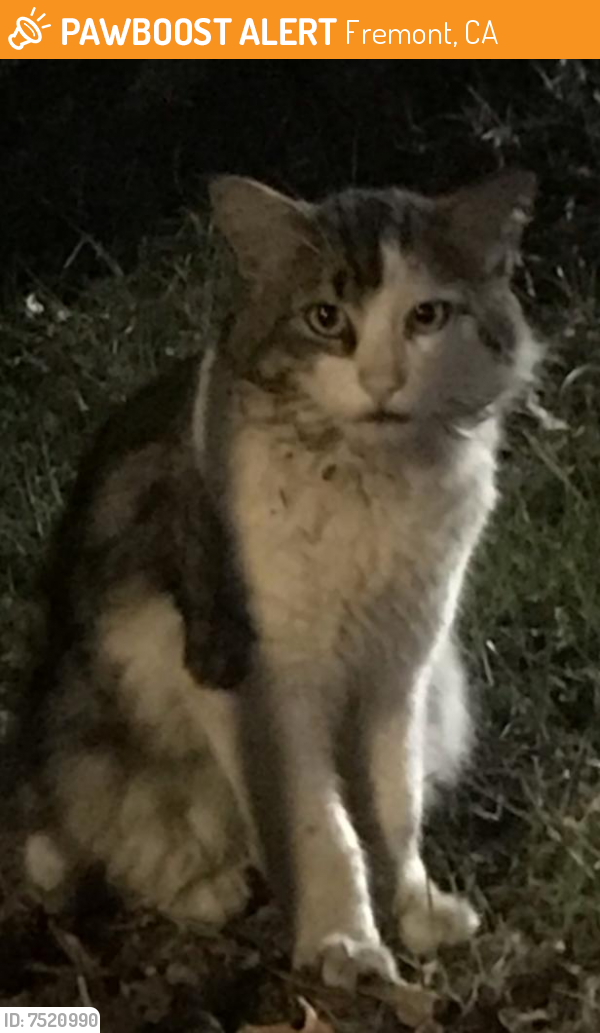 Found/Stray Unknown Cat last seen Near Cherry Ln, Fremont, CA 94536