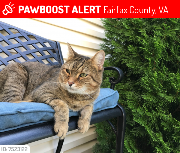 Deceased Male Cat last seen Lee Hwy, Shirley Gate Rd, Nancyann Way, Fairfax County, VA 22030