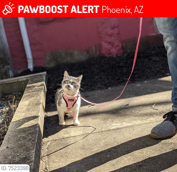 Lost Female Cat last seen Near S Pointe Pkwy E Phoenix AZ 85044, Phoenix, AZ 85044