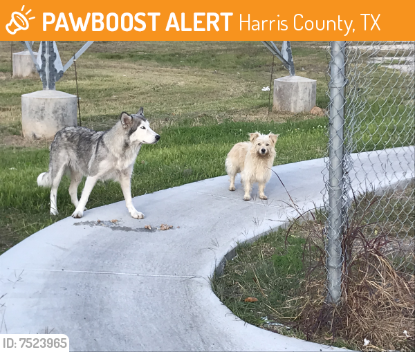 Found/Stray Unknown Dog last seen BW 8 & Lee Rd / Behind the Texaco, Harris County, TX 77032