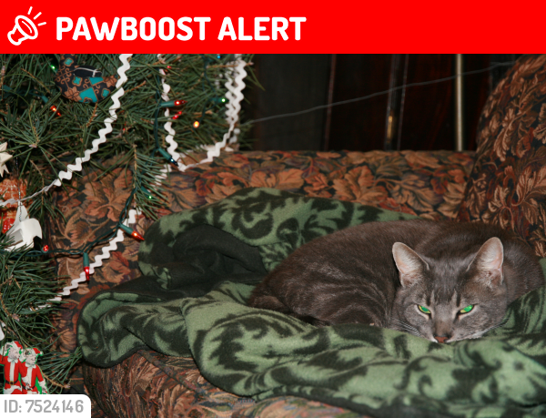 Lost Male Cat last seen Red Church & Tunnel Rd, Sculps Hill, West Brunswick Township, PA 17922