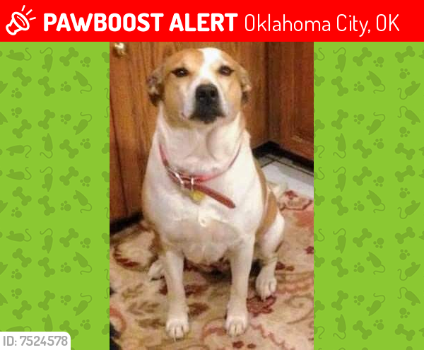 Lost Female Dog last seen Merdian 12th, Oklahoma City, OK 73107