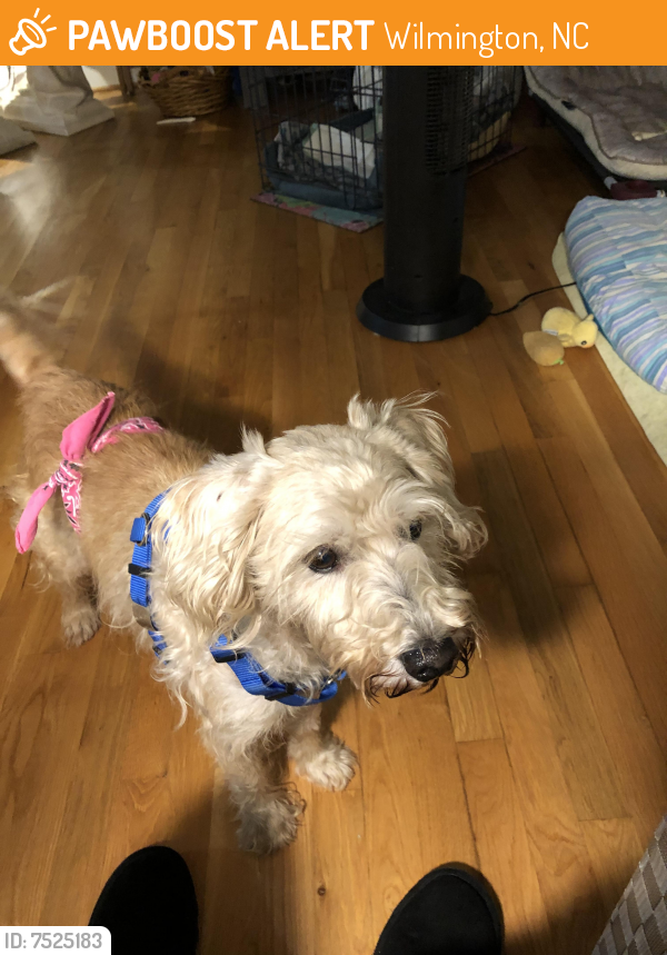 Rehomed Male Dog last seen Princess Place Dr & N. 31st St., Wilmington, NC , Wilmington, NC 28405
