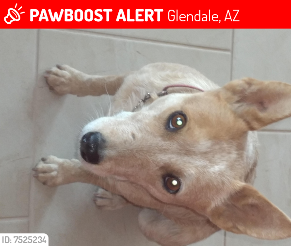 Lost Female Dog last seen Litchfild Rd. & Stella Rd, Glendale, AZ 85307