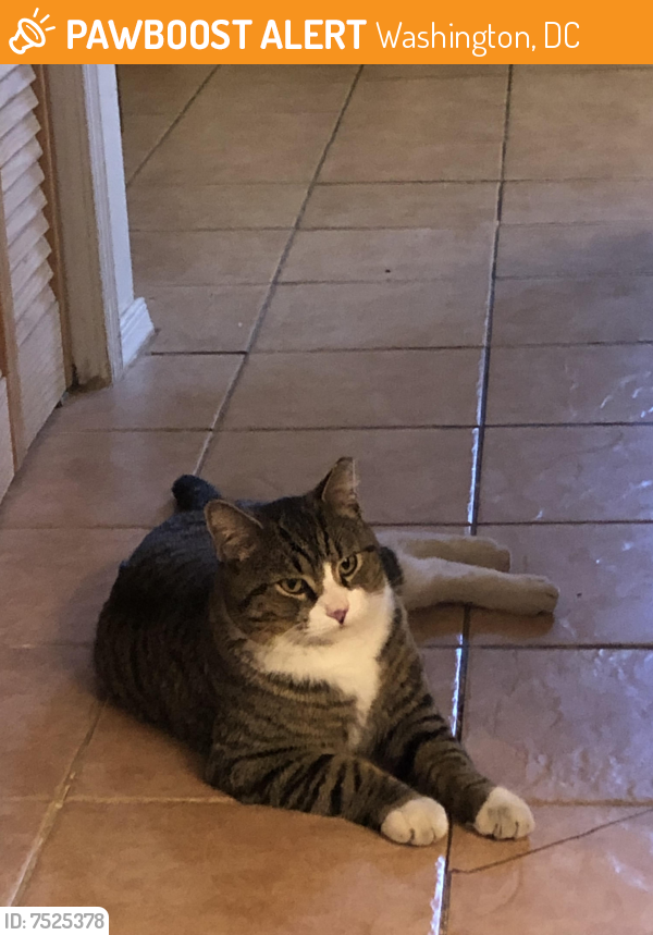 Rehomed Unknown Cat last seen P St Nw & 1st St. NW, Washington, DC 20001
