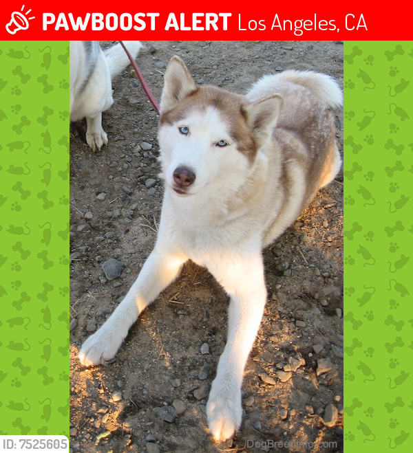 Lost Female Dog last seen Florence Graham area zip code 90002, Los Angeles, CA 90002