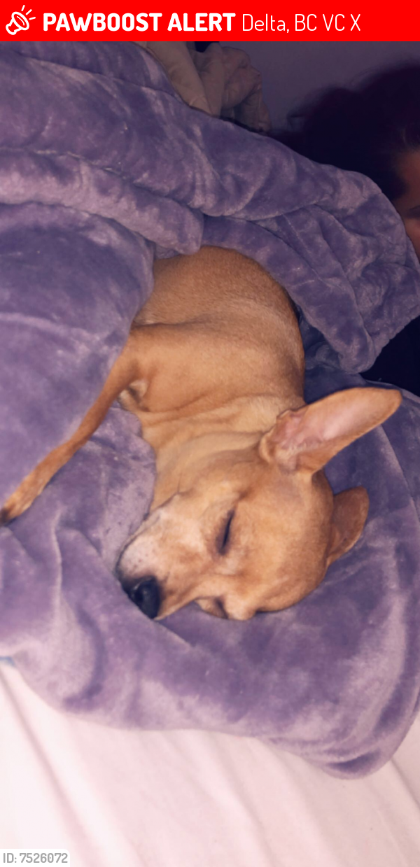 Lost Female Dog last seen 80ave and 118t, Delta, BC V4C 4X9
