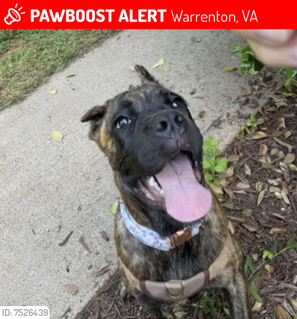 Lost Female Dog last seen Lees mill rd, opal road. Lees mill rd route 29, Warrenton, VA 20186
