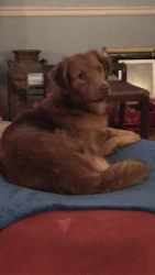 Lost Female Dog last seen Near Galloway Drive, Kosciusko MS 39090, Kosciusko, MS 39090