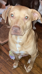 Lost Male Dog last seen Near Galloway Drive, Kosciusko MS, Kosciusko, MS 39090