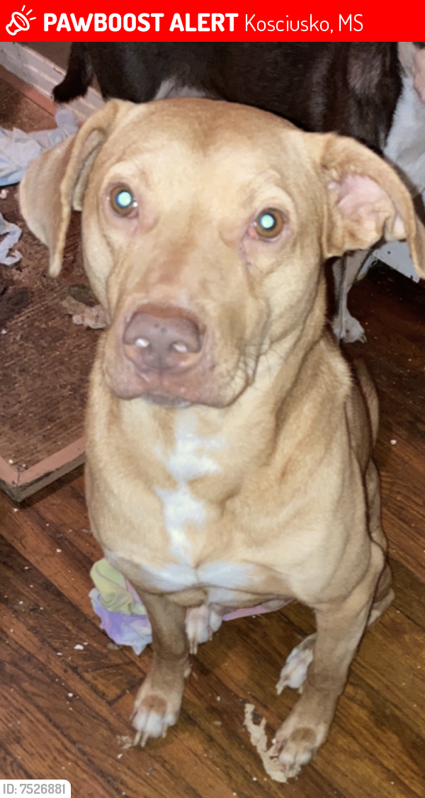Lost Male Dog last seen Near Galloway Drive, Kosciusko MS, Kosciusko, MS 39090