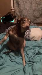 Lost Female Dog last seen Near Galloway Drive Kosciusko Ms, Kosciusko, MS 39090
