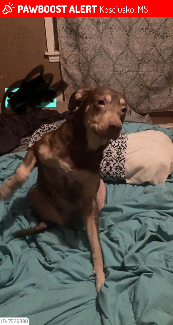 Lost Female Dog last seen Near Galloway Drive Kosciusko Ms, Kosciusko, MS 39090
