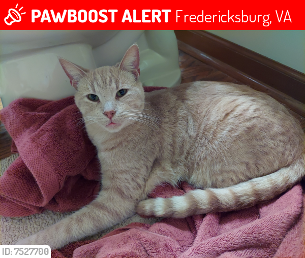 Lost Male Cat last seen Mansfield St, Fredericksburg, VA 22408