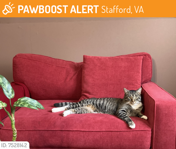 Found/Stray Male Cat last seen Stafford, Stafford, VA 22554