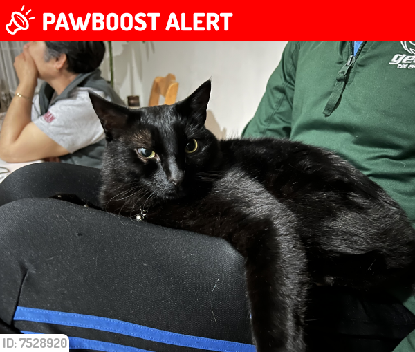 Lost Male Cat last seen Hillside Blvd, South San Francisco, CA 94080