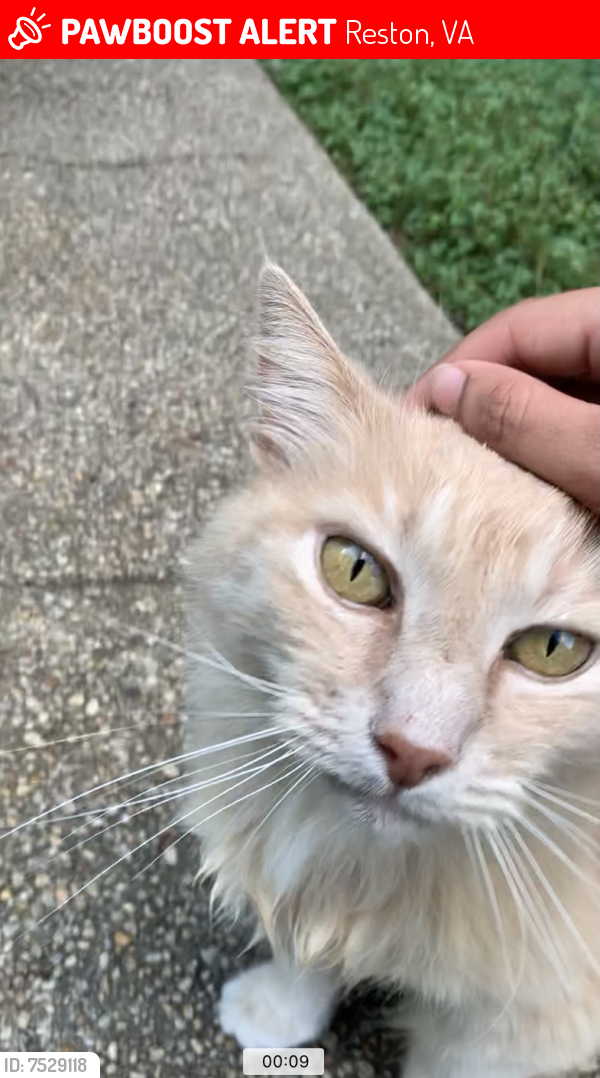 Lost Male Cat last seen North Shore Ct and North Shore Dr, Reston, VA 20190
