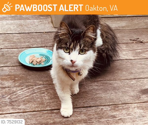 Found/Stray Unknown Cat last seen West Ox Road and Waples Mill Road, Oakton, VA, Oakton, VA 22124