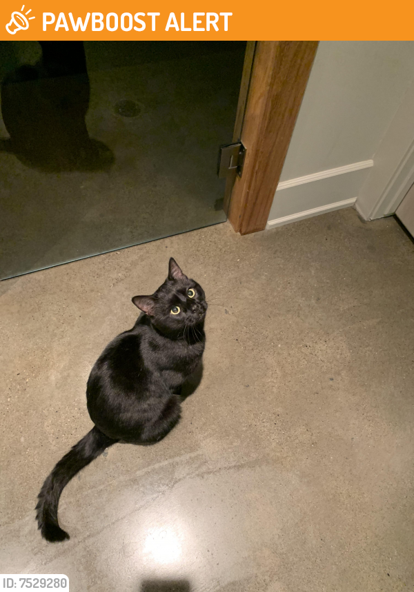 Found/Stray Male Cat last seen On 22x after Bragg before 762 road, Bragg Creek, AB T0L 0K0