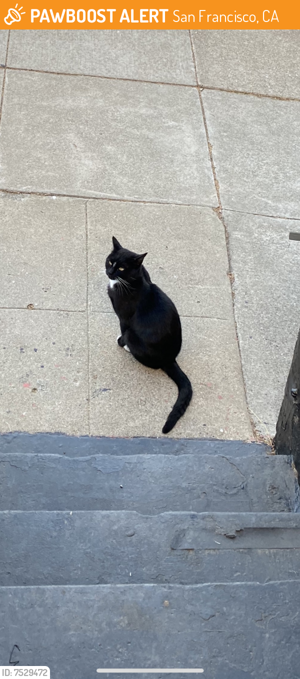 Found/Stray Male Cat last seen Oakdale Ave@ Lane Street , San Francisco, CA 94124