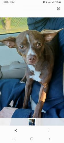 Lost Female Dog last seen Main st and 3rd st Galena Park , Galena Park, TX 77547