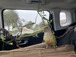 Lost Female Bird last seen Mississippi & Peoria , Denver, CO 80012