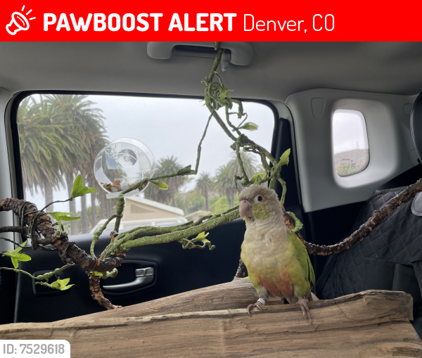 Lost Female Bird last seen Mississippi & Peoria , Denver, CO 80012