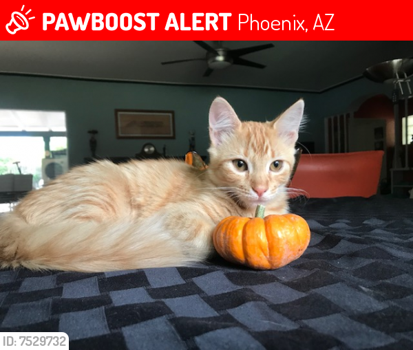 Lost Female Cat last seen 7th Avenue and Thomas Rd., Phoenix, AZ 85007