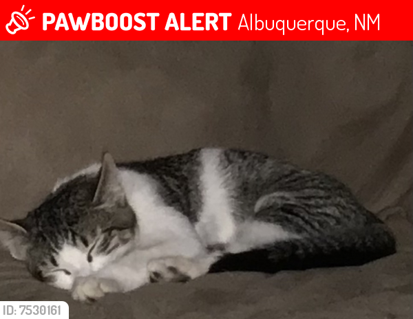 Lost Male Cat last seen Unser/ McMahon , Albuquerque, NM 87114