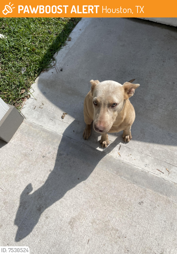 Found/Stray Male Dog last seen Mykawa & airport, Houston, TX 77048
