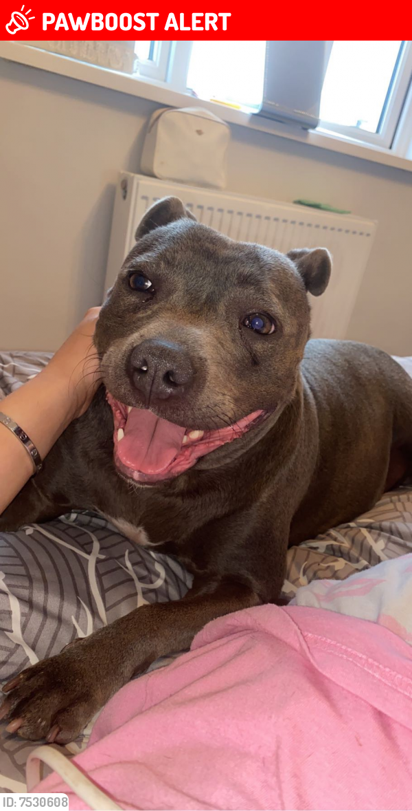 Lost Female Dog last seen Jessiman terrace shepperton , Surrey, England TW17 0BQ