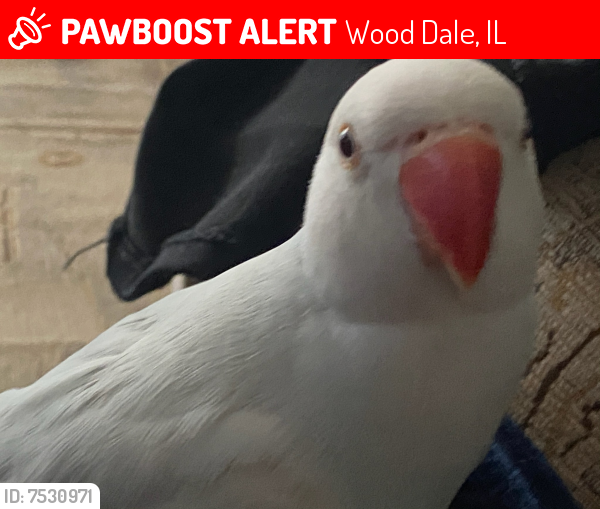 Lost Male Bird last seen Near bay st behind big lots, Wood Dale, IL 60191