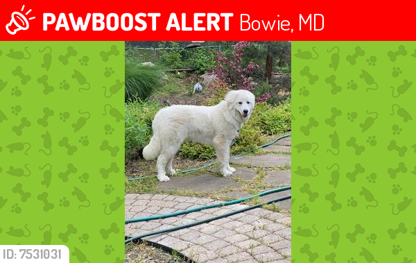 Lost Female Dog last seen Enterprise Rd., Woodgate way or 450 , Bowie, MD 20720