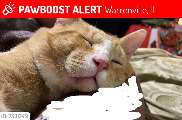 Lost Male Cat last seen Winchester Cir east , Warrenville, IL 60555
