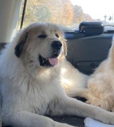 Reunited Male Dog last seen Near us 220 business randleman , Randleman, NC 27317