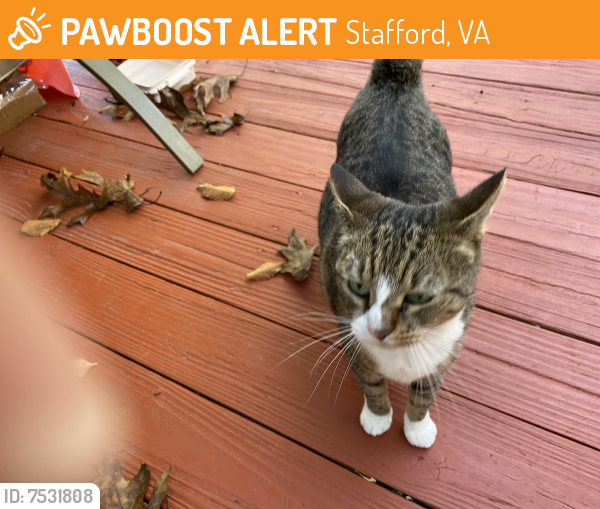Found/Stray Female Cat last seen Joshua and Leisure, Stafford, VA, Stafford, VA 22556