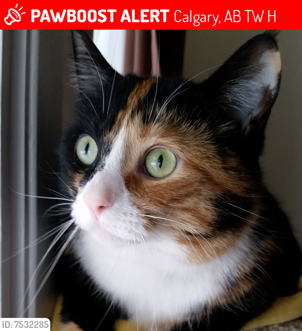 Found/Stray Female Cat last seen Cedarbrae Community Center, Calgary, AB T2W 3H9