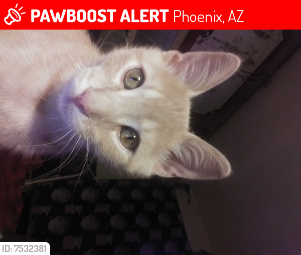 Lost Male Cat last seen 11th ave n w bell rd, Phoenix, AZ 85023