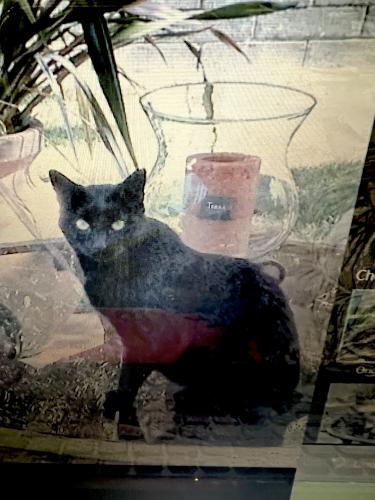 Lost Female Cat last seen Alum Rock Ave, San Jose, CA 95127