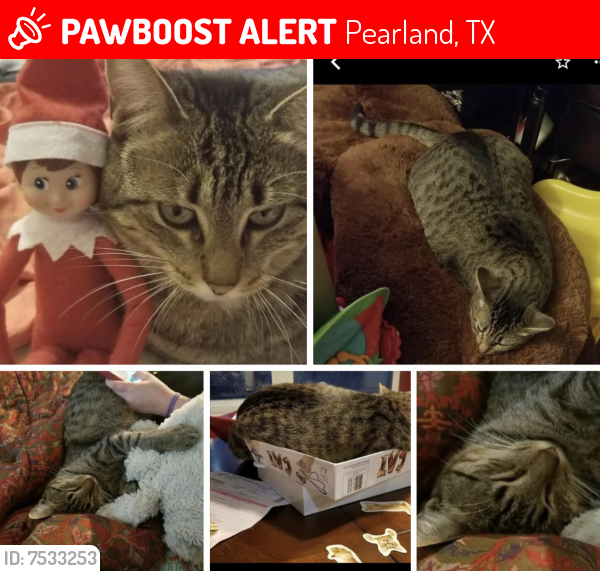 Lost Female Cat last seen Lakes of Highland Glen off Pearland Parkway: Dover Mist Lane 77581, Pearland, TX 77581
