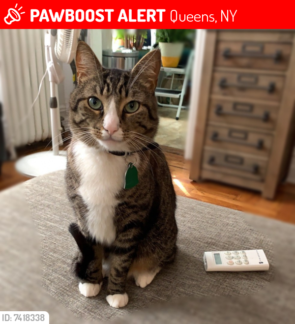 Lost Male Cat last seen 21st street and 36th ave LIC, NY, Queens, NY 11106