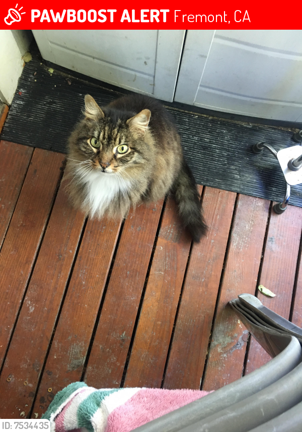 Lost Male Cat last seen Enea Court/ Fremont Blvd, Fremont, CA 94555