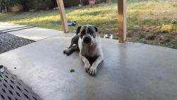 Reunited Male Dog last seen Whittier and Gilbert, Hemet, CA 92543
